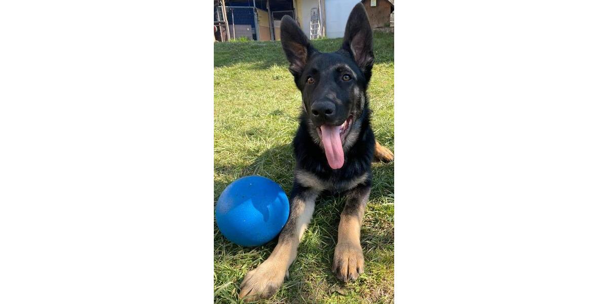 Erdgeschoßwohnung Konstanz Konstanz-Fürstenberg - 1 Zimmer, 24 m&sup2;, 420&euro; | Angebot:24850518