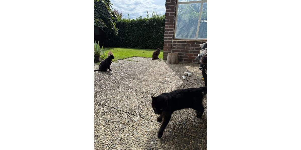 Einfamilienhaus Wangen Niederwangen - 4 Zimmer, 110 m&sup2;, 518.800&euro; | Angebot:25734671