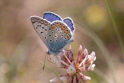 Wohnung Wangen im Allgäu - 3 Zimmer, 85 m&sup2;, 1.150&euro; | Angebot:26048773
