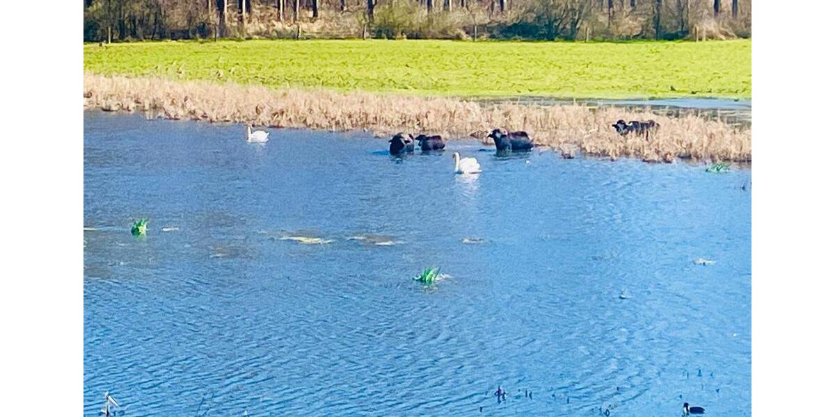 Einfamilienhaus Immenstaad am Bodensee - 890.000&euro; | Angebot:25428698