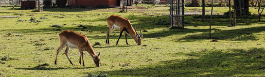Wild- und Freizeitpark Allensbach Bodensee