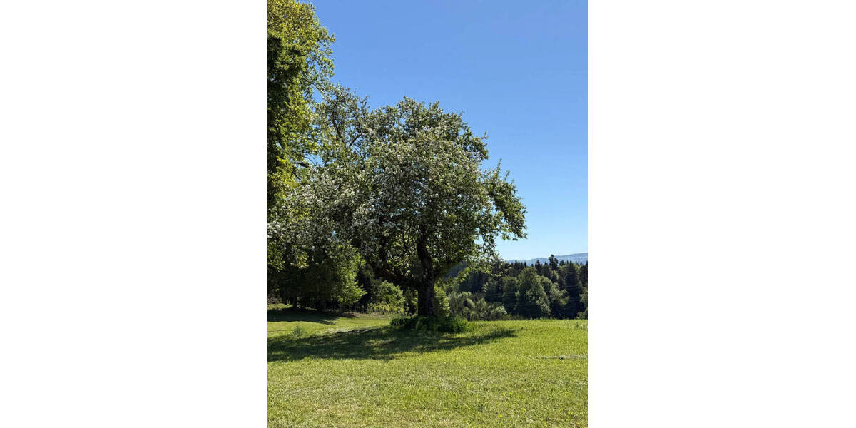 Grundstück Neukirch - 1.280.000&euro; | Angebot:26627280