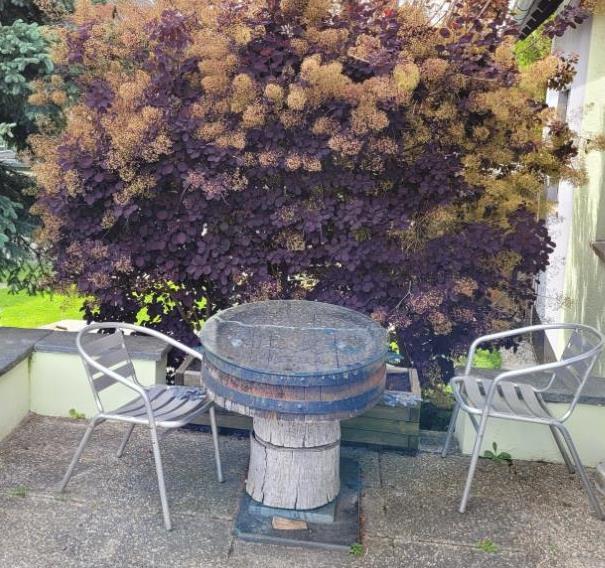 Erdgeschoßwohnung Konstanz Konstanz-Fürstenberg - 1 Zimmer, 24 m&sup2;, 420&euro; | Angebot:24850518