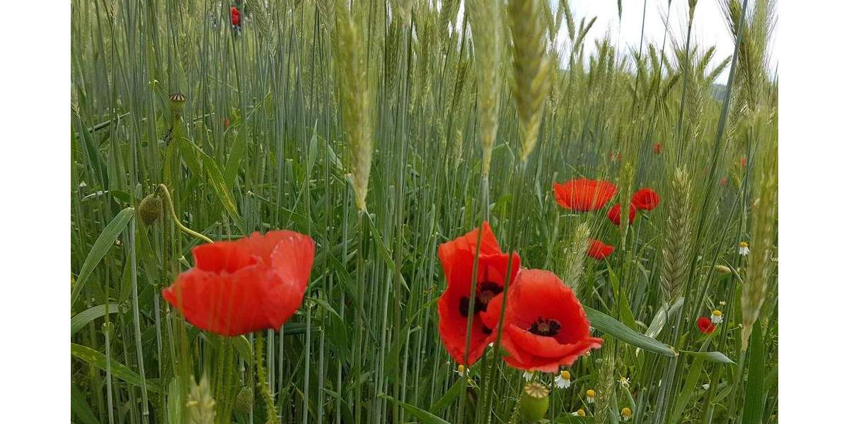 Einfamilienhaus Überlingen - 5 Zimmer, 110 m&sup2;, 525.000&euro; | Angebot:25695299