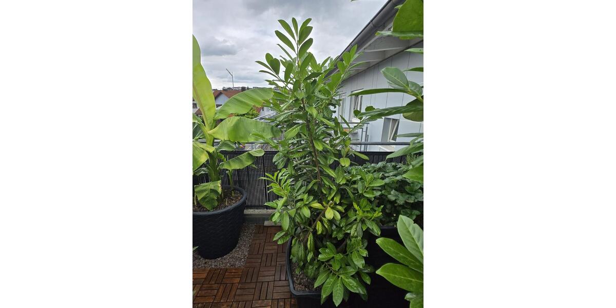 Einfamilienhaus Friedrichshafen Ailingen - 2 Zimmer, 65 m&sup2;, 990&euro; | Angebot:25960819