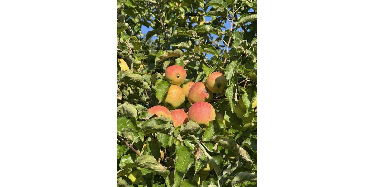 Einfamilienhaus Amtzell - 5 Zimmer, 129 m&sup2;, 1.088.000&euro; | Angebot:25682952