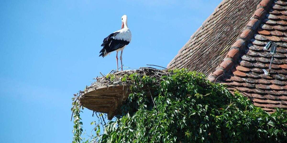 Einfamilienhaus Salem Weildorf - 4 Zimmer, 350 m&sup2;, 520.000&euro; | Angebot:25695284